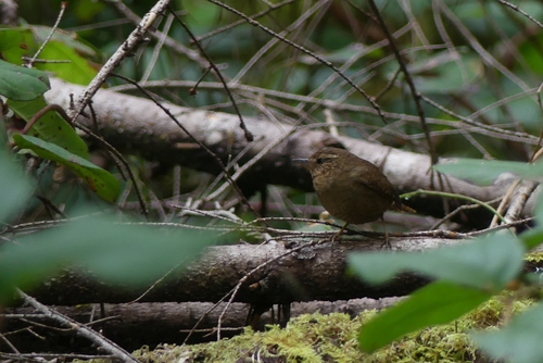 Pacific Wren