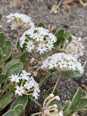 Sand Verbena (Abronia ammophila)