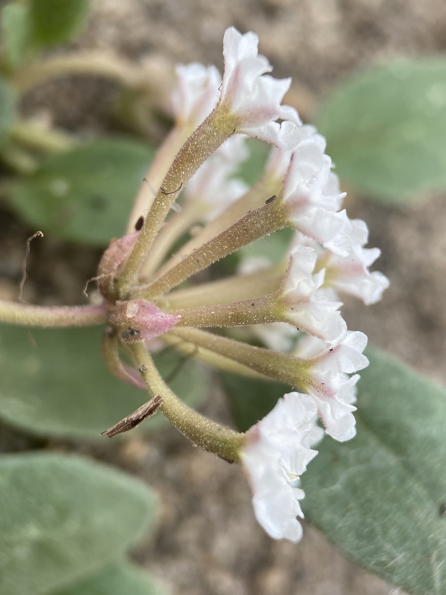 Abronia ammophila Greene