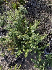 Westringia fruticosa