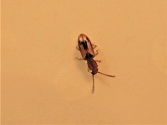 Cryptamorpha desjardinsi