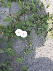 Convolvulus arvensis