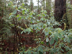 Goodia pubescens