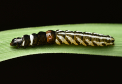 Helcystogramma