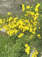 Dasiphora parvifolia