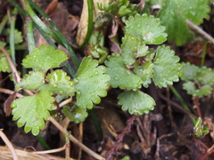 Nanocnide japonica