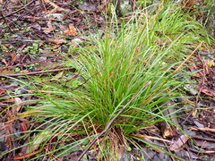 Poa ensiformis