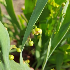 Hibbertia dilatata
