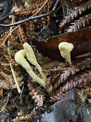 Cordyceps cranstounii