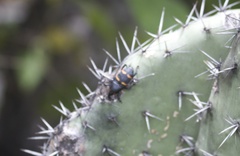 Cactophagus spinolae