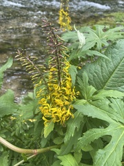 Ligularia przewalskii