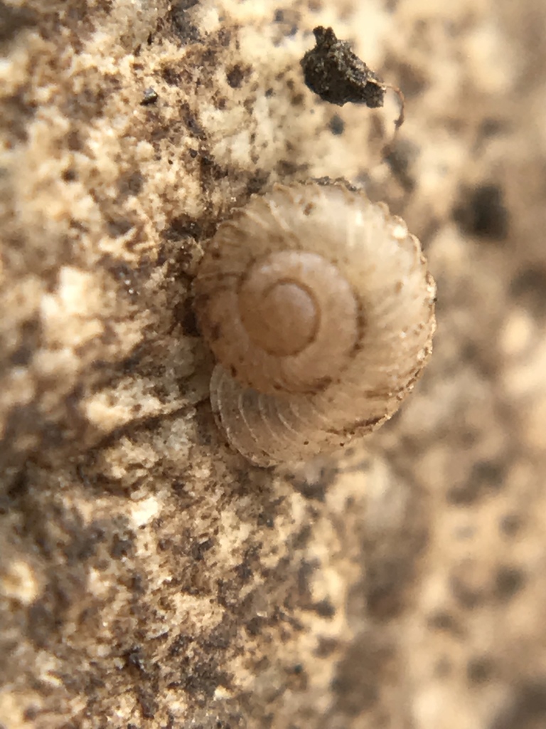 Grass Snails