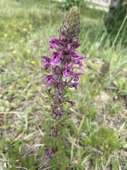 Pedicularis kansuensis