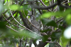 Anthochaera chrysoptera chrysoptera