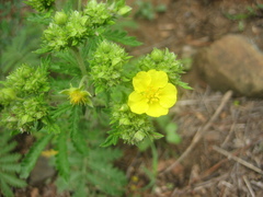 Potentilla chinensis