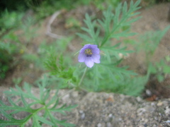 Erodium stephanianum