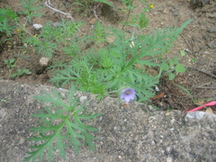 Erodium stephanianum
