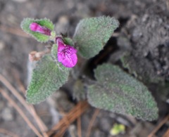 Stachys pilosissima