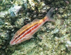 Parupeneus biaculeatus