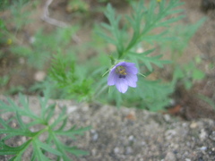 Erodium stephanianum