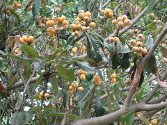 Eriobotrya japonica