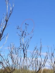 Phylidonyris novaehollandiae