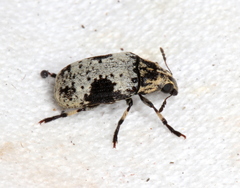 Euparius didymus