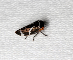Eurymeloides bicincta