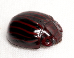 Paropsisterna octolineata