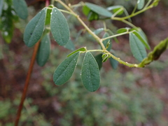 Goodia pubescens