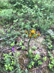 Tephroseris porphyrantha