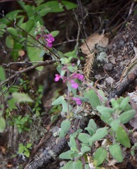 Stachys pilosissima