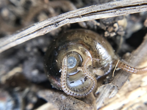 Choneiulus palmatus
