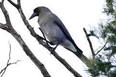 Strepera versicolor versicolor