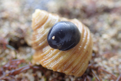 Nerita picea