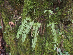 Polystichum tripteron