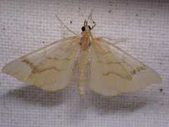 Eulithis mellinata