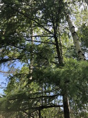 Larix sibirica