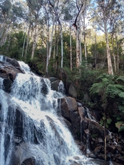 Eucalyptus cypellocarpa