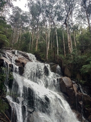 Eucalyptus cypellocarpa