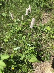 Bistorta officinalis