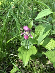 Cypripedium guttatum