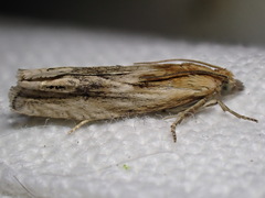 Eucosma cana