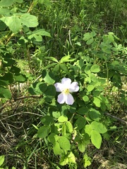 Rosa acicularis