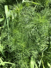 Tripleurospermum inodorum