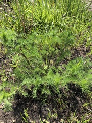 Tripleurospermum inodorum