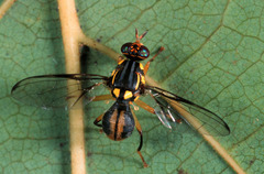 Bactrocera amplexa