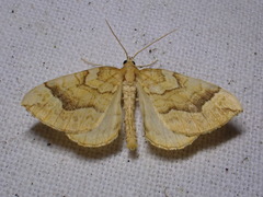 Eulithis mellinata