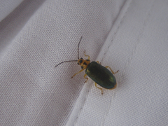 Xanthogaleruca aenescens