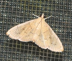Hyalobathra crenulata